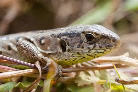 Attēlu rezultāti vaicājumam “Lacerta agilis”
