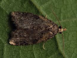 Attēlu rezultāti vaicājumam “Capua vulgana”