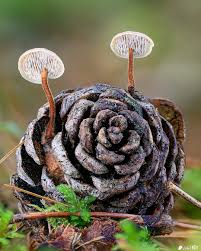 Attēlu rezultāti vaicājumam “Physarum auriscalpium”