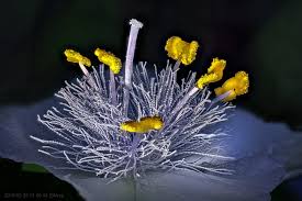 Attēlu rezultāti vaicājumam “Frullania tamarisci macro”