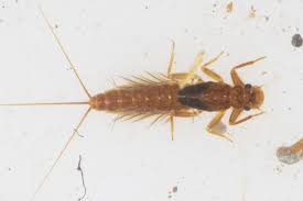 Attēlu rezultāti vaicājumam “Leptophlebia nebulosa”