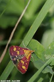 Attēlu rezultāti vaicājumam “Pyrausta purpuralis”