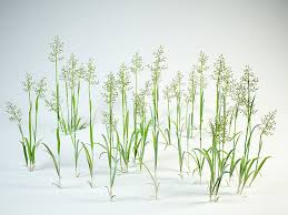 Attēlu rezultāti vaicājumam “Festuca pratensis”