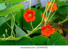 Image result for Tropaeolum majus