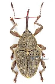 Attēlu rezultāti vaicājumam “Curculio nucum”