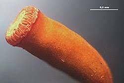 Attēlu rezultāti vaicājumam “Pogonatum dentatum”