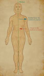 Image result for body midline