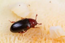 Attēlu rezultāti vaicājumam “Dacne bipustulata”