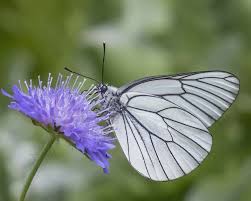 Attēlu rezultāti vaicājumam “Aporia crataegi pupa”