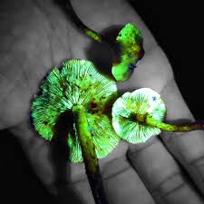 Attēlu rezultāti vaicājumam “Hemitrichia lutescens macro”