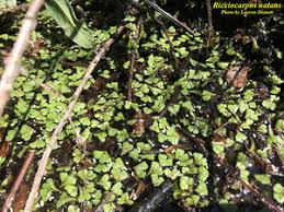 Attēlu rezultāti vaicājumam “Ricciocarpos natans”