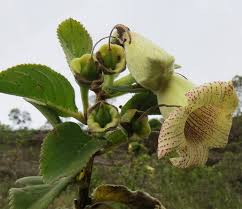 Image result for Sinningia