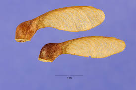 Attēlu rezultāti vaicājumam “Acer saccharinum fruit”