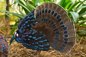 Attēlu rezultāti vaicājumam “Galliformes”