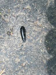 Attēlu rezultāti vaicājumam “Necrobia violacea”