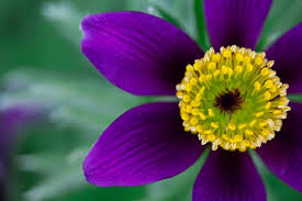 Attēlu rezultāti vaicājumam “Pulsatilla vulgaris”