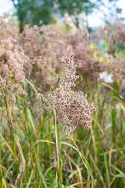 Attēlu rezultāti vaicājumam “Scirpus sylvaticus fruit”