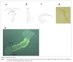Image result for Argyrosomus inodorus