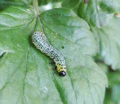 Attēlu rezultāti vaicājumam “Nematus salicis larva”