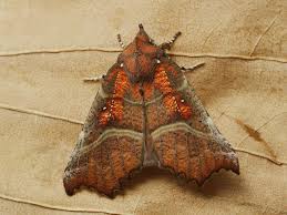 Attēlu rezultāti vaicājumam “Scoliopteryx libatrix”