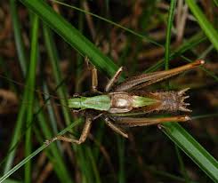 Attēlu rezultāti vaicājumam “Metrioptera brachyptera”