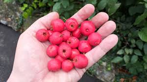 Attēlu rezultāti vaicājumam “Crataegus x macrocarpa fruit”
