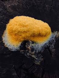 Attēlu rezultāti vaicājumam “Pycnoporellus alboluteus”