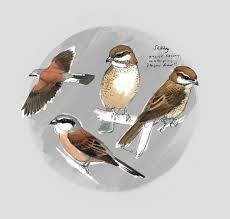 Attēlu rezultāti vaicājumam “Laniidae”