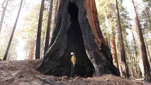 Image result for Mammutbaum