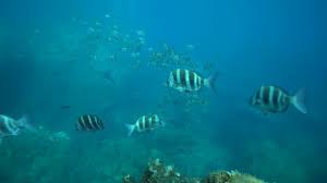 Image result for Diplodus cervinus