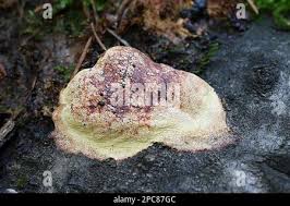 Attēlu rezultāti vaicājumam “Fuligo luteonitens macro”