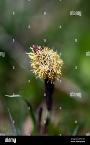 Attēlu rezultāti vaicājumam “Carex caryophyllea flower”
