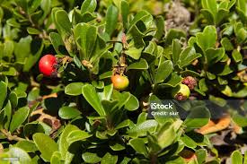 Attēlu rezultāti vaicājumam “Arctostaphylos uva-ursi fruit”