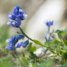 Attēlu rezultāti vaicājumam “Polygala vulgaris”