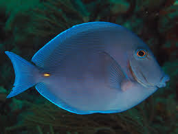 Image result for Acanthurus coeruleus