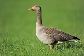 Attēlu rezultāti vaicājumam “Anseriformes”