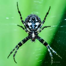 Attēlu rezultāti vaicājumam “Araneus diadematus juvenile”