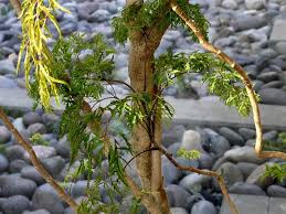 Attēlu rezultāti vaicājumam “Pinus pumila male flower”