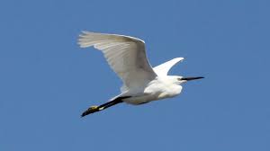 Image result for Egretta garzetta