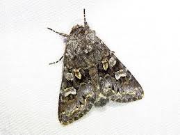 Attēlu rezultāti vaicājumam “Papestra biren”