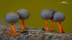 Attēlu rezultāti vaicājumam “Oligonema favogineum spores”