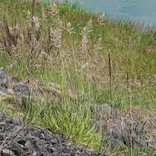 Attēlu rezultāti vaicājumam “Holcus lanatus”