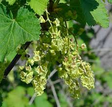 Attēlu rezultāti vaicājumam “Ribes rubrum leaf”