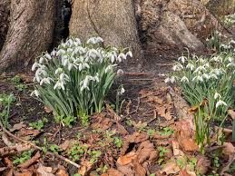 Attēlu rezultāti vaicājumam “Galanthus nivalis fruit”