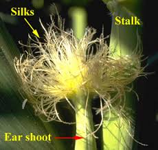 Attēlu rezultāti vaicājumam “Zea mays male flower”