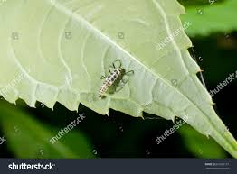 Attēlu rezultāti vaicājumam “Calvia decemguttata larva”