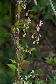 Attēlu rezultāti vaicājumam “Fallopia dumetorum”