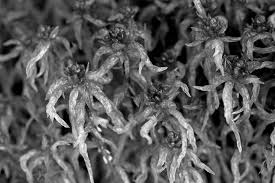 Attēlu rezultāti vaicājumam “Sphagnum platyphyllum”