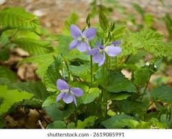 Attēlu rezultāti vaicājumam “Viola canina flower”