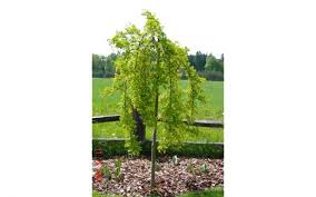 Attēlu rezultāti vaicājumam “Caragana arborescens”